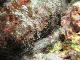35 Banded Coral Shrimp IMG 2218.JPG